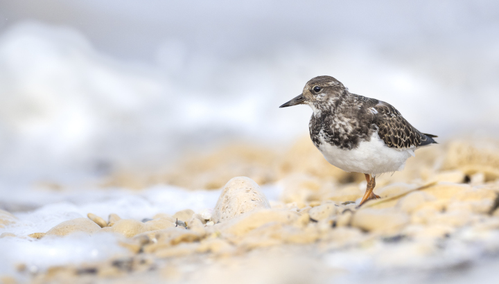 Oiseaux et plantes de la pointe des Minimes